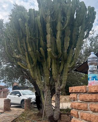 CACTUS candelabro