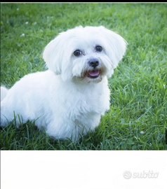 Multipoo nero toy nano