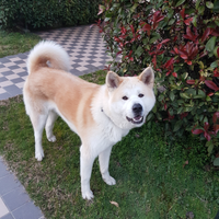 Akita x monta con pedigree