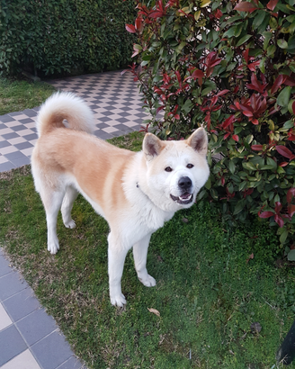 Akita x monta con pedigree