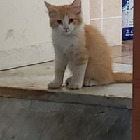 Mimo un amichetto fedele