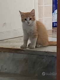 Mimo un amichetto fedele