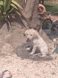 Cuccioli trovatelli