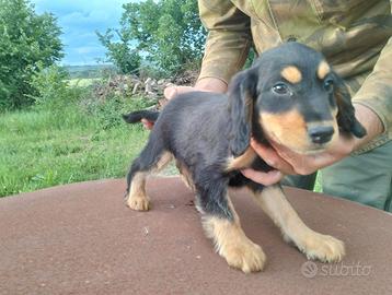 Cucciolo di cocker spaniel
