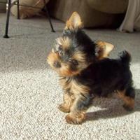 Cuccioli di Yorkshire Toy con Pedigree