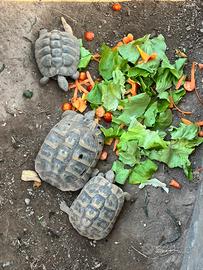 Femmina tartaruga testudo hermanni