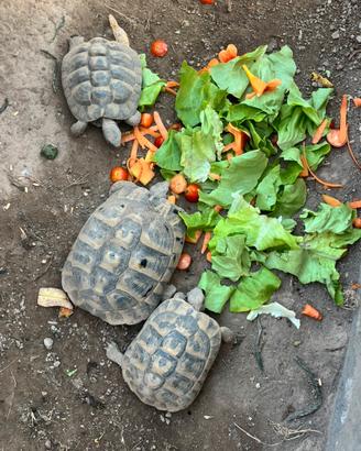 Femmina tartaruga testudo hermanni