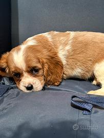Cuccioli di cavalier king