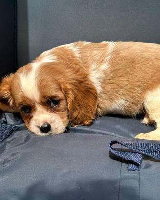 Cuccioli di cavalier king