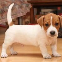 Jack Russell
