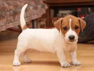 Jack Russell
