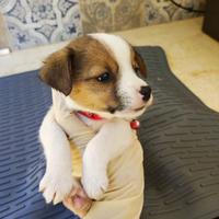 Cuccioli jack russel