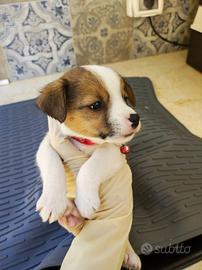 Cuccioli jack russel