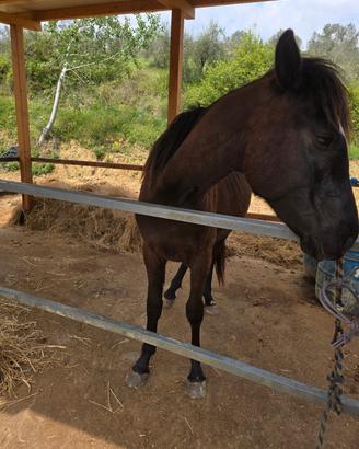 Cavallo