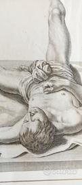 stampa antica di anatomia rarissima xilografia 