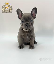 Esclusiva Principessina Bulldog Francese Total Blu