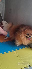 Cuccioli di spitz disponibili per inizio ottobre