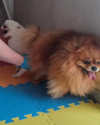 Cuccioli di spitz disponibili per inizio ottobre
