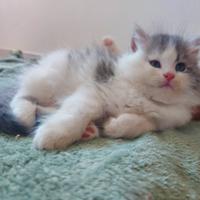 Cuccioli di gatto Siberiano Certificati
