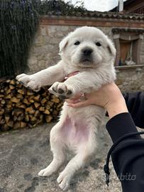 Cuccioli incrocio maremmano