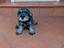 Immagine 11