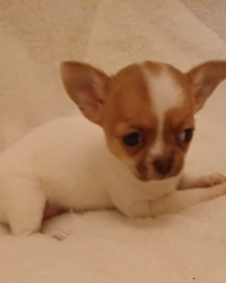 Cerchi chihuahua?