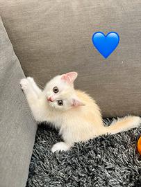 Scottish Fold-Scottish straight