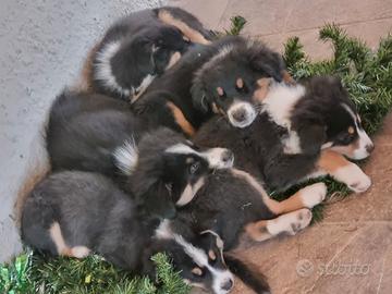 Cuccioli pastore australiano