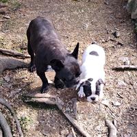 Bulldog francese maschio