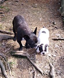 Bulldog francese maschio