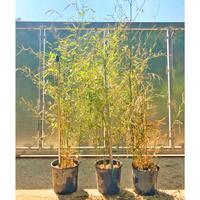 Bambù dorato – Bambusa Aurea (Phyllostachys Aurea)