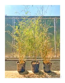 Bambù dorato – Bambusa Aurea (Phyllostachys Aurea)