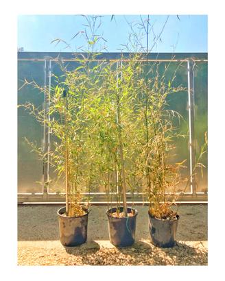 Bambù dorato – Bambusa Aurea (Phyllostachys Aurea)