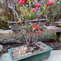 Prebonsai e Bonsai