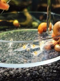 Neocaridina white pearl - snowball
