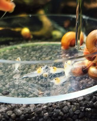 Neocaridina white pearl - snowball
