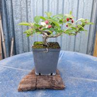 Bonsai