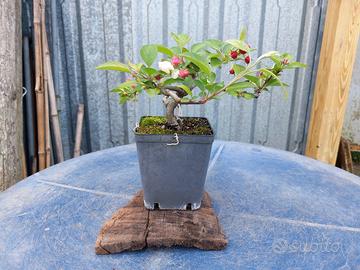 Bonsai