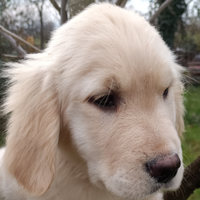 Golden retriever maschietto