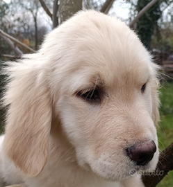 Golden retriever maschietto