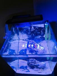 Acquario
