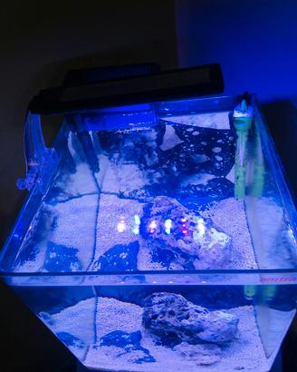 Acquario