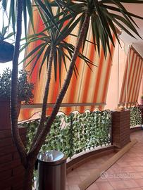 Pianta ornamentale yucca