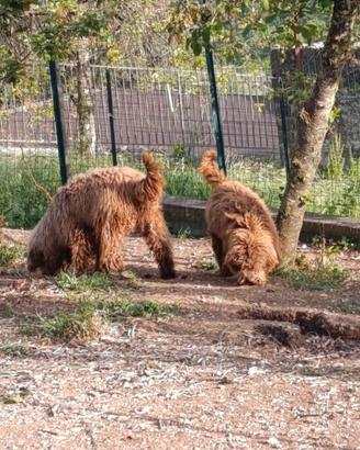 Regalasi Cuccioloni Lagotto Romagnolo