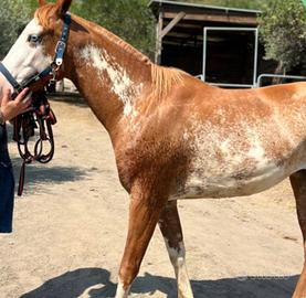 Cavalla con documenti