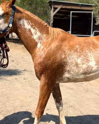 Cavalla con documenti