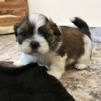 Cane maltipoo nano