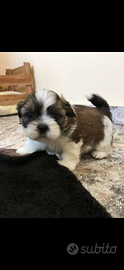 Cane maltipoo nano