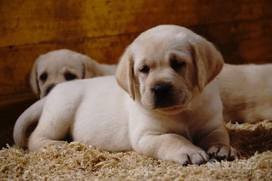 Cuccioli Labrador Retriever