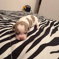 Cuccioli di chihuahua